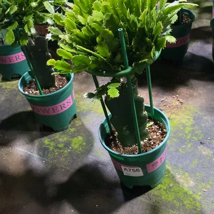 当前无花栽培后可以开花756嫁接050