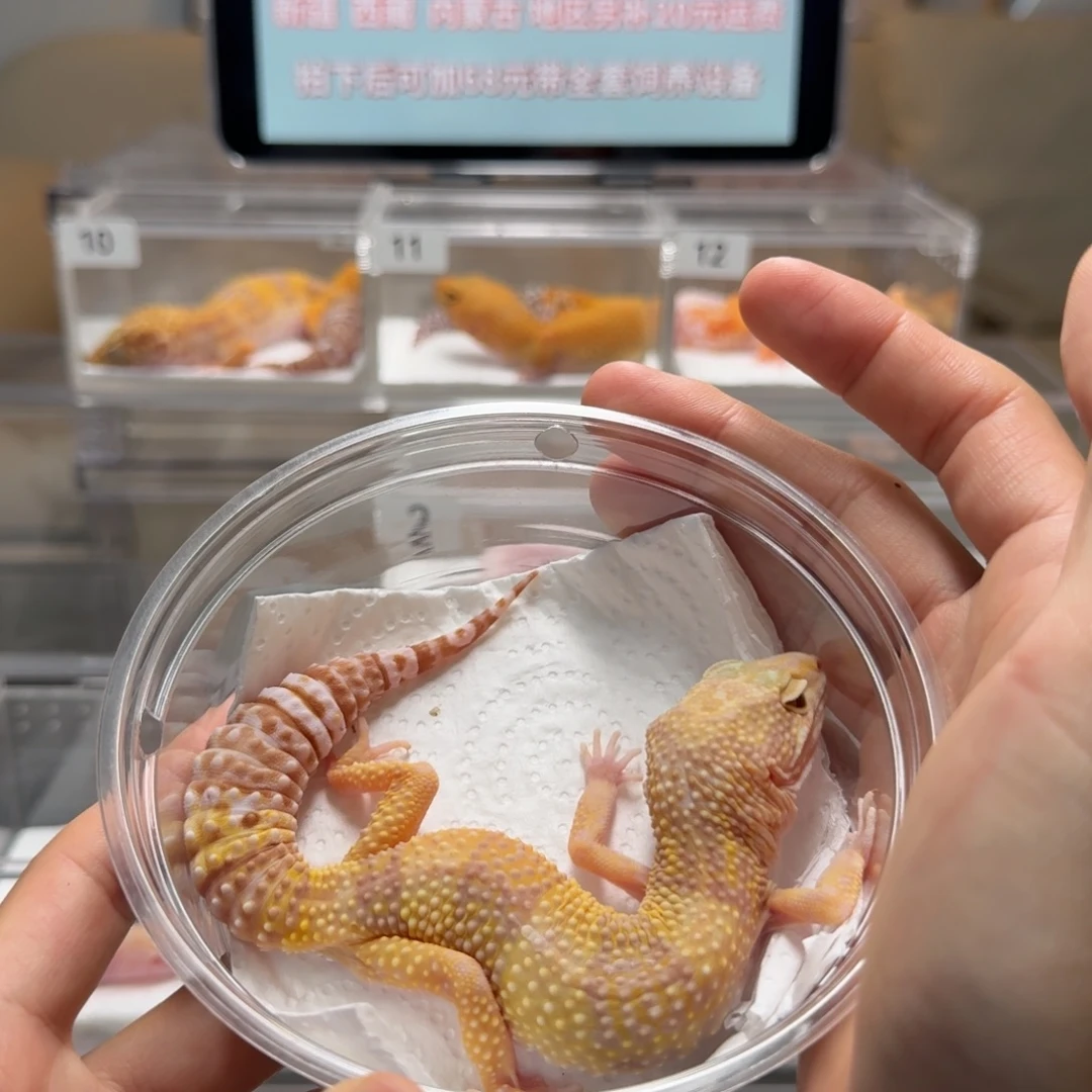 豹纹守宫橘白成体母