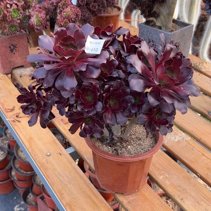 610 巫毒冠幅33公分