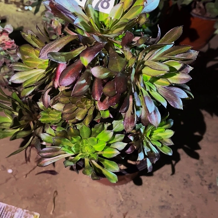 178三色法师七彩多肉植物处理不售后