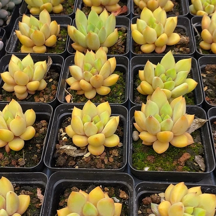 团。单头黄金象牙。福利多多