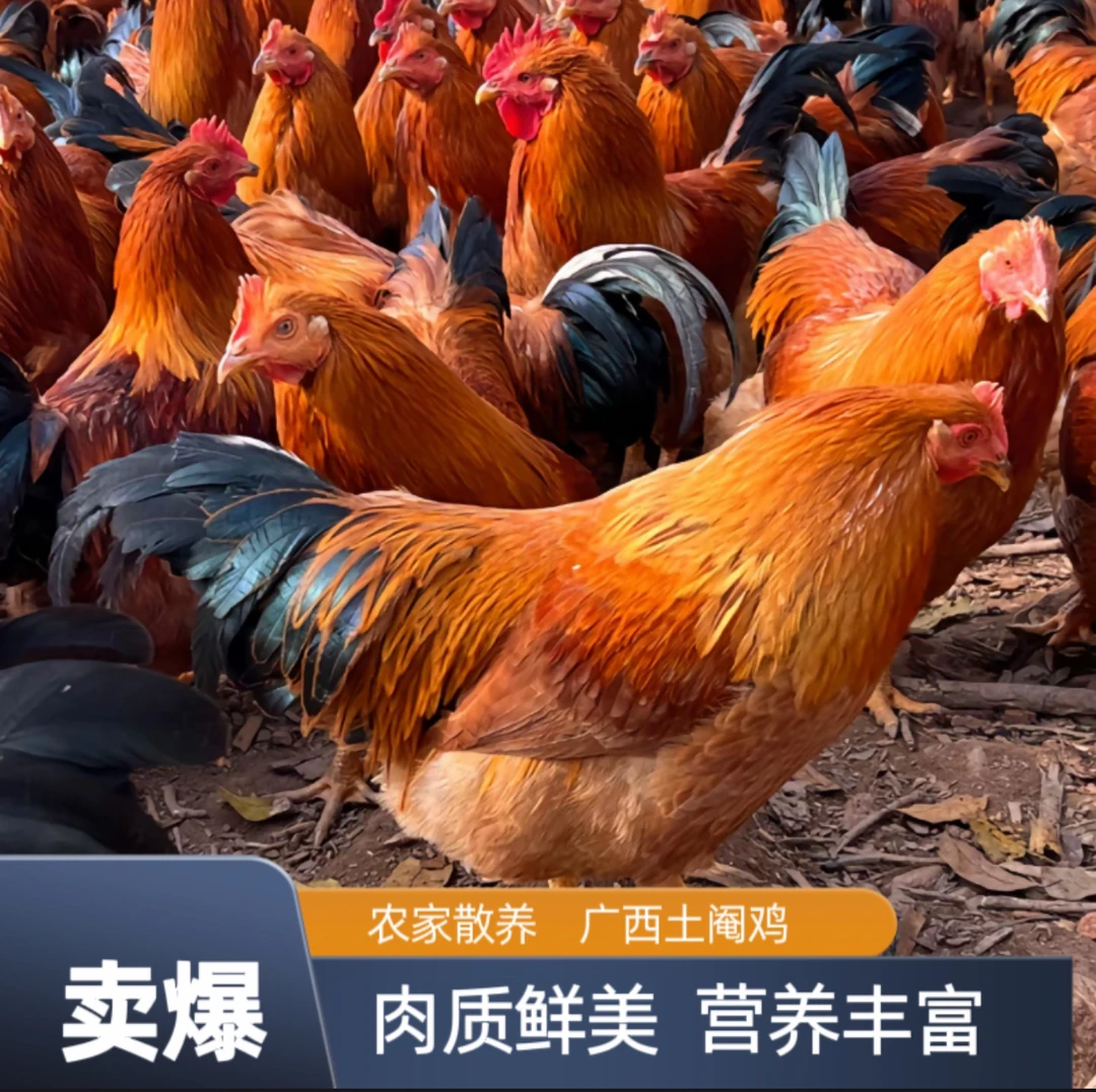 正宗广西土阉鸡1.3斤鲜活到家肉质紧实