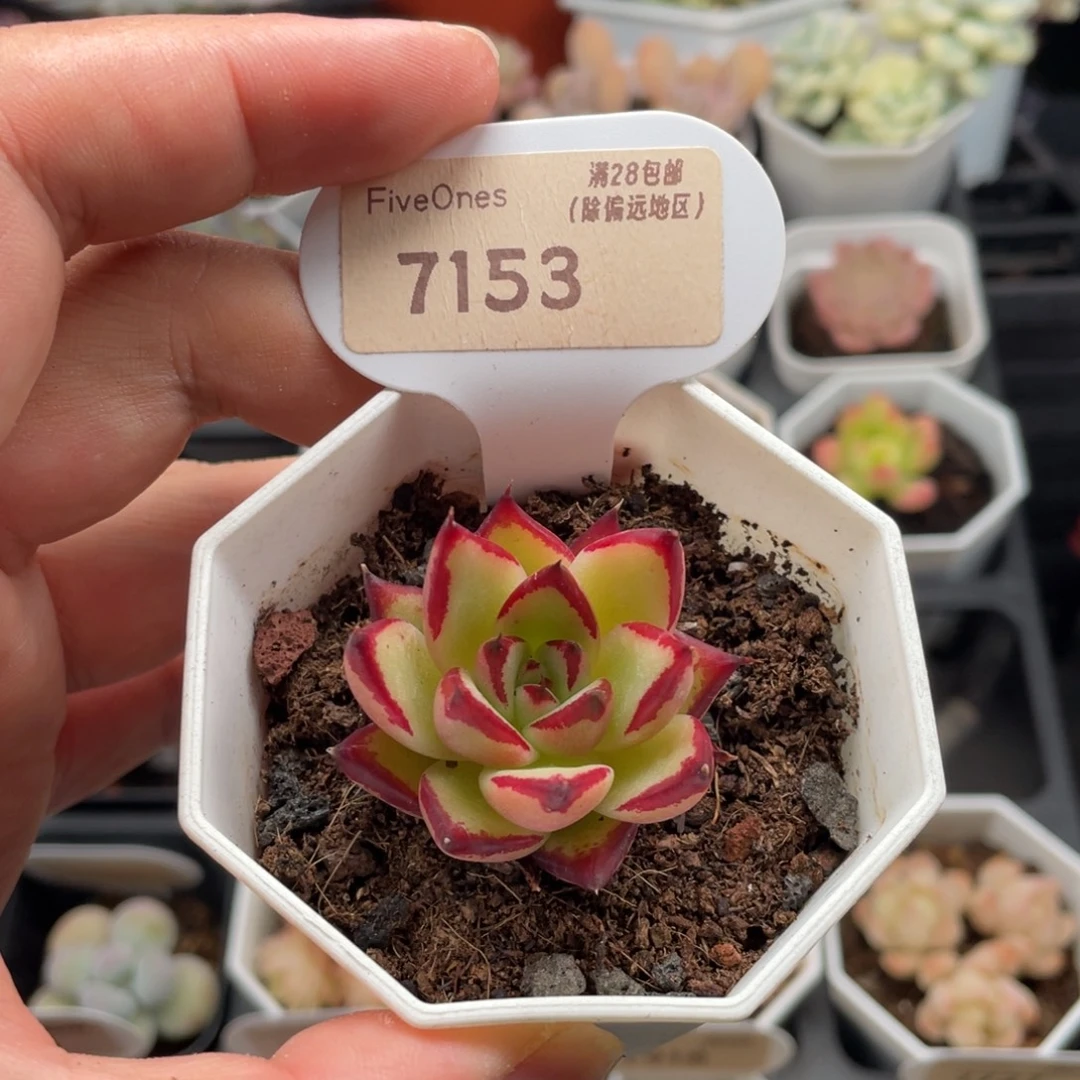 乌木7153-4.0厘米