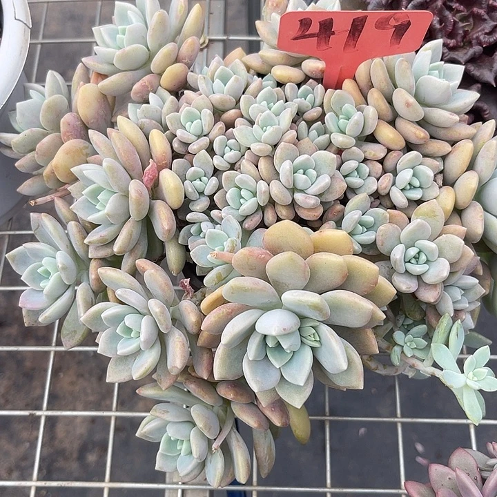 两单包邮，一物一拍419克洛伊