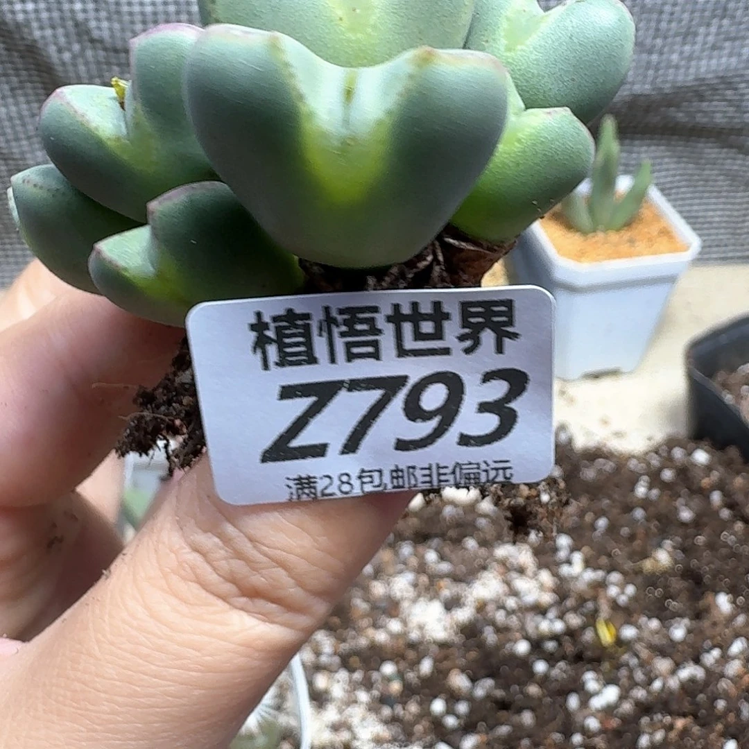 多肉植物的润泽fghj