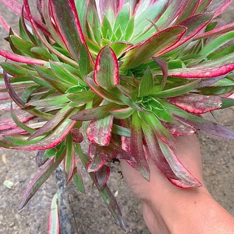 不****?350孔雀锦多肉植物