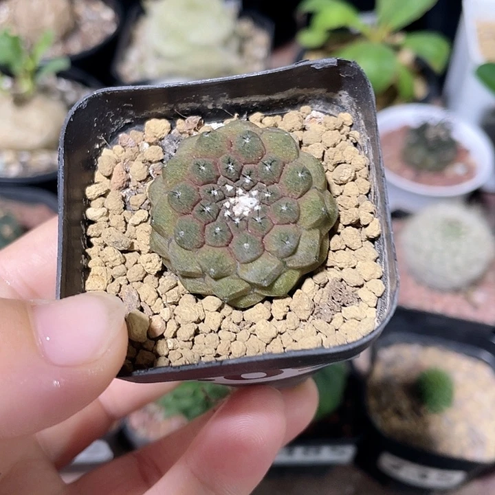 509蜥蜴皮仙人球植物