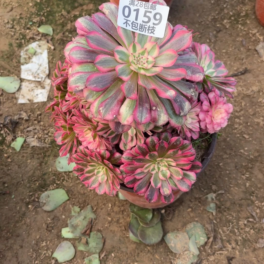 N. 159红铜白多头，ac