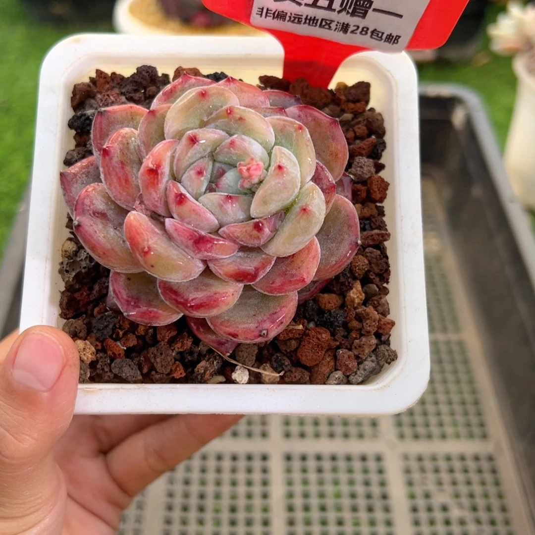 表妹精品多肉1527.