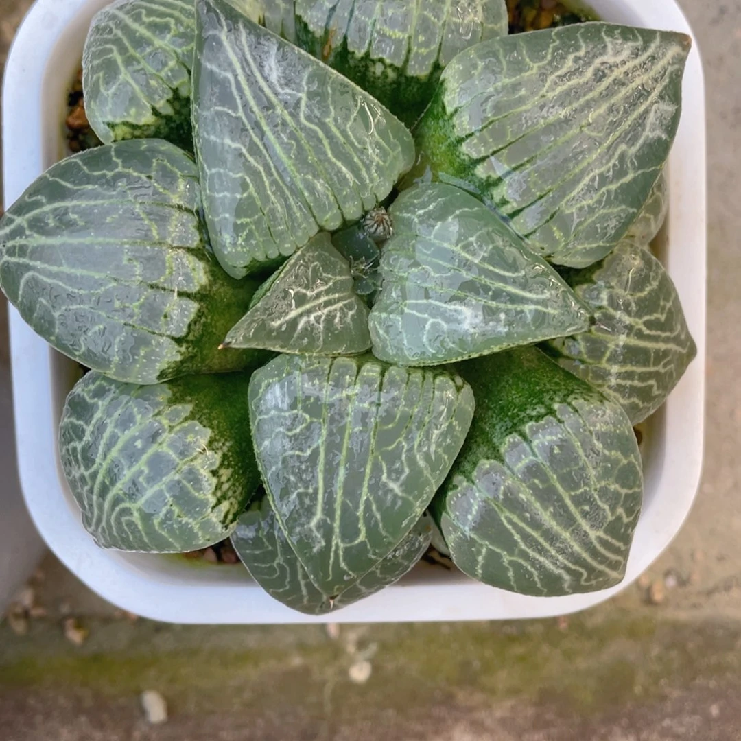 棉***啡十二卷多肉水晶101母本。