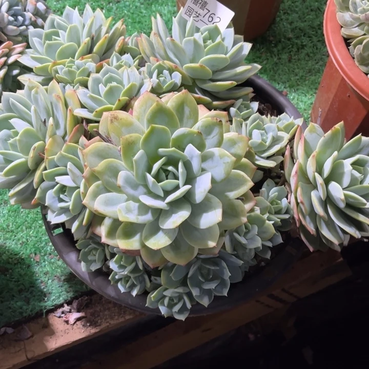 D****Q762恋曲多肉植物