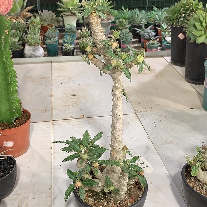 223白皮椰子琉珊哈哈哈哈哈