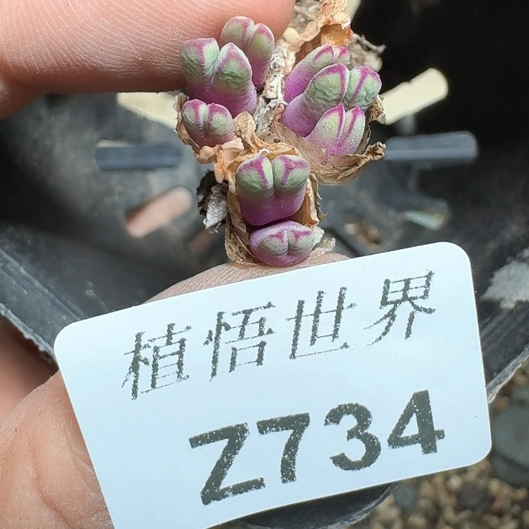 734号多肉植物哇cv
