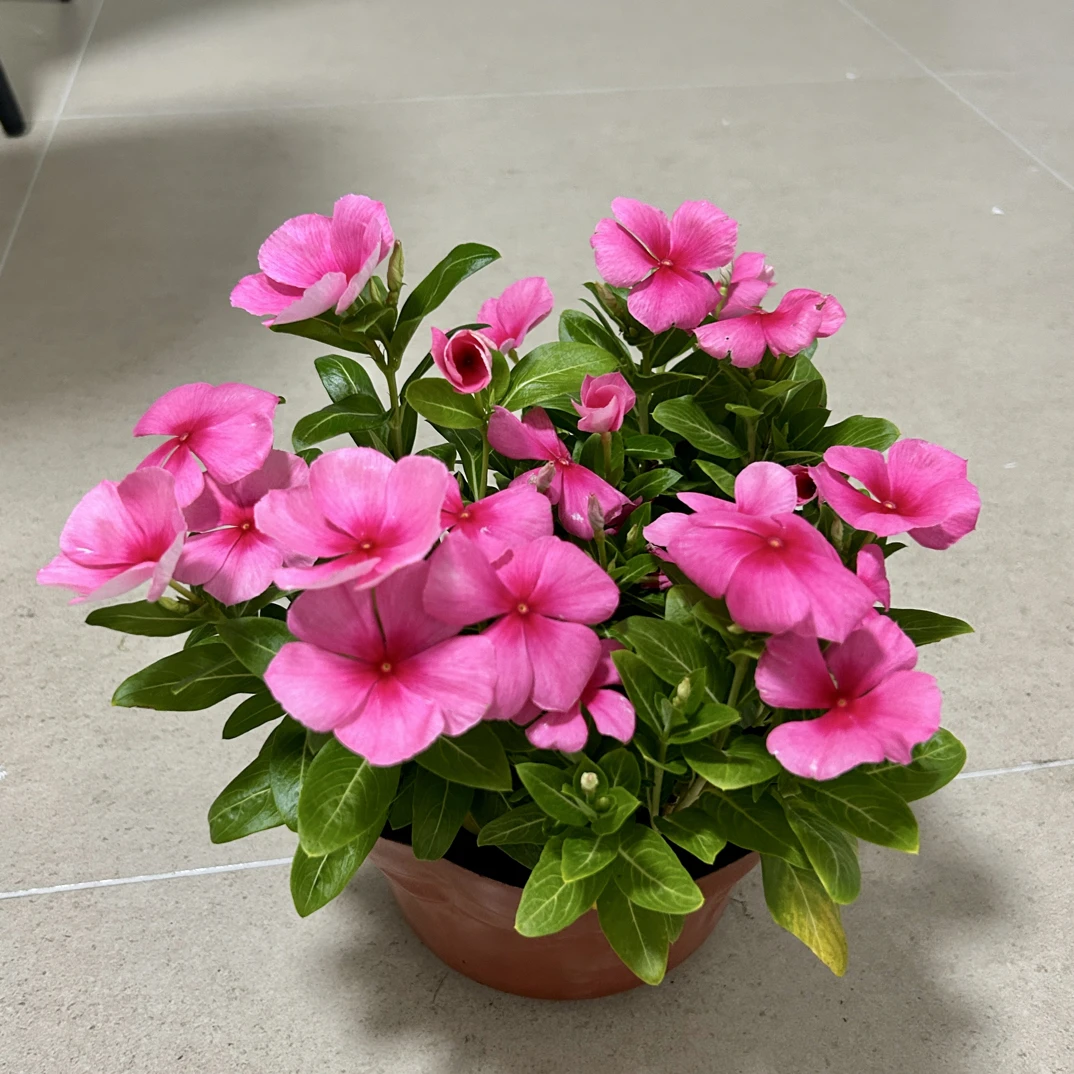 长春花老桩盆栽四季开花室内外好养易成活