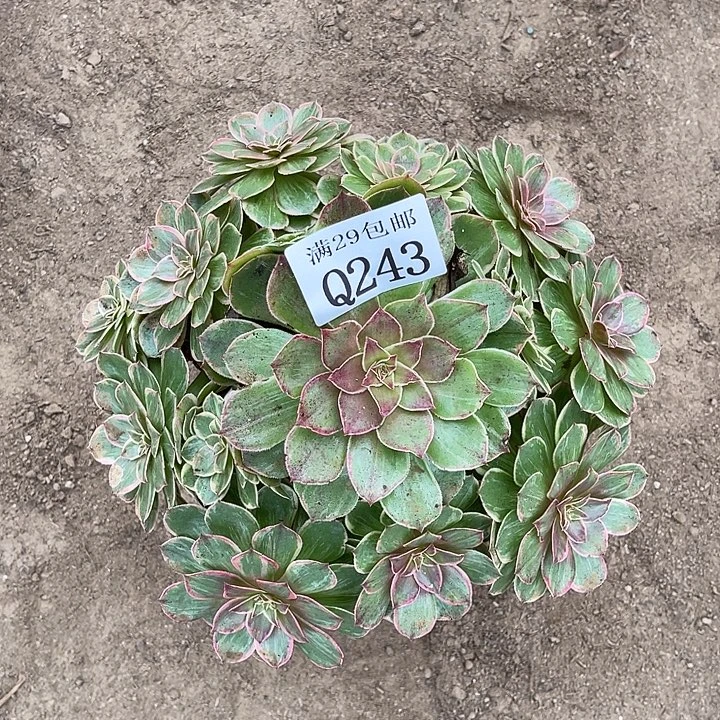 243莲花坐多肉植物