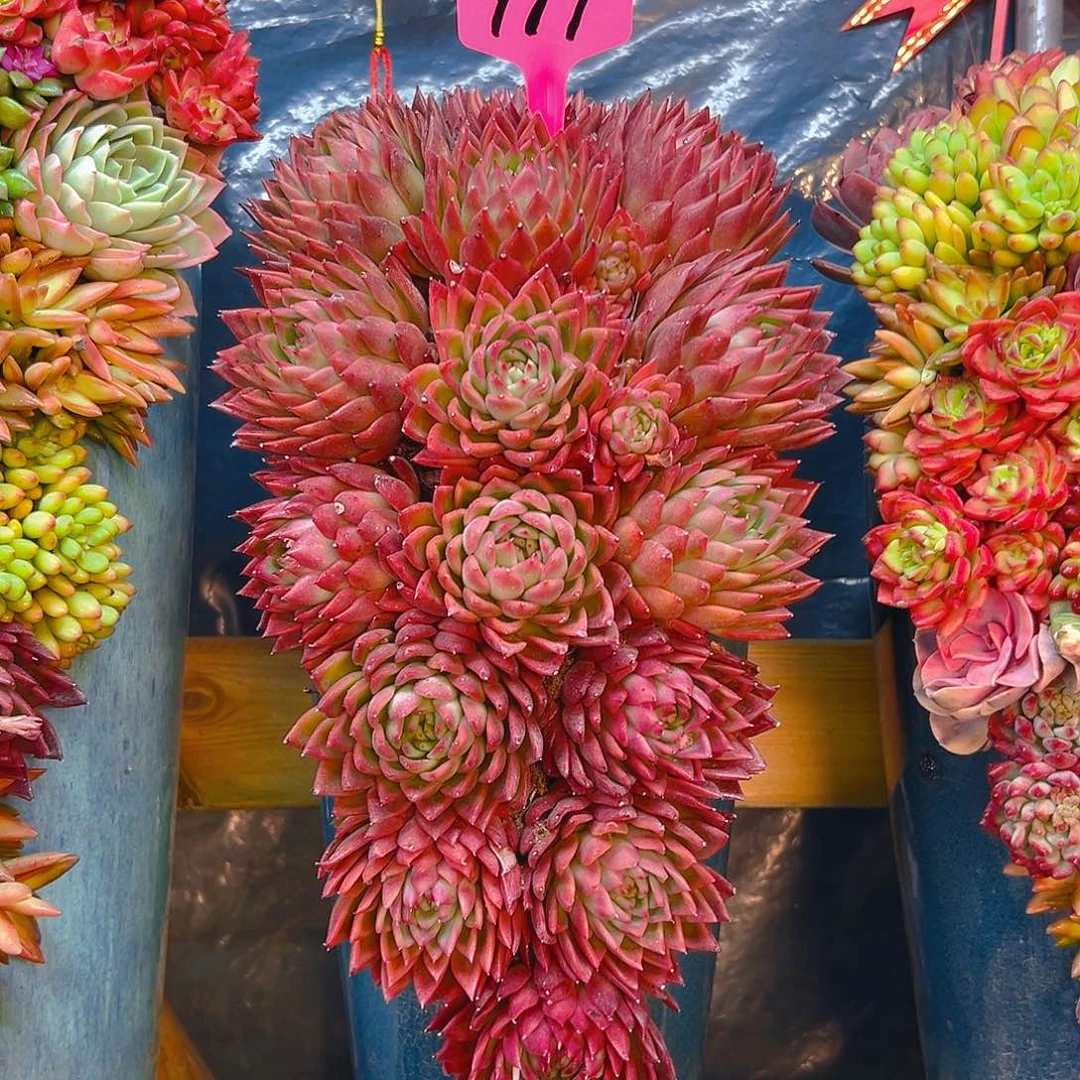 777红冬云多肉组合