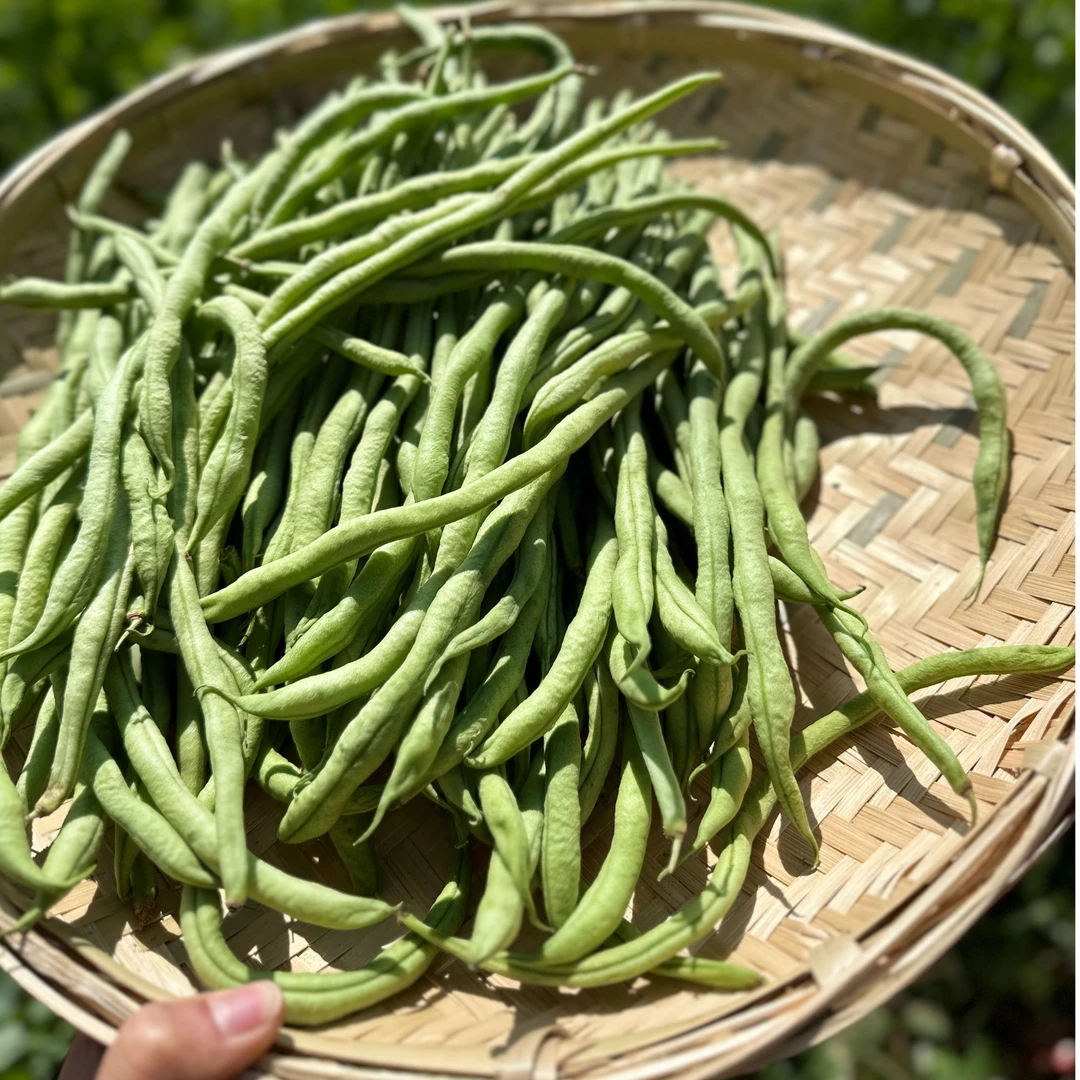 云南高山高海拔四季豆