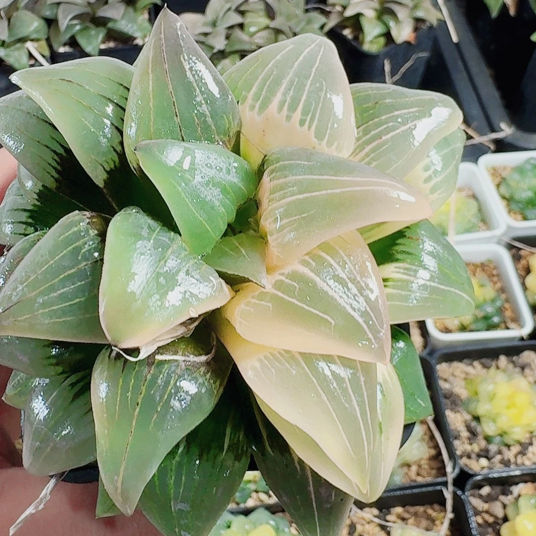 青***妈无花朵十二卷福利活动开始