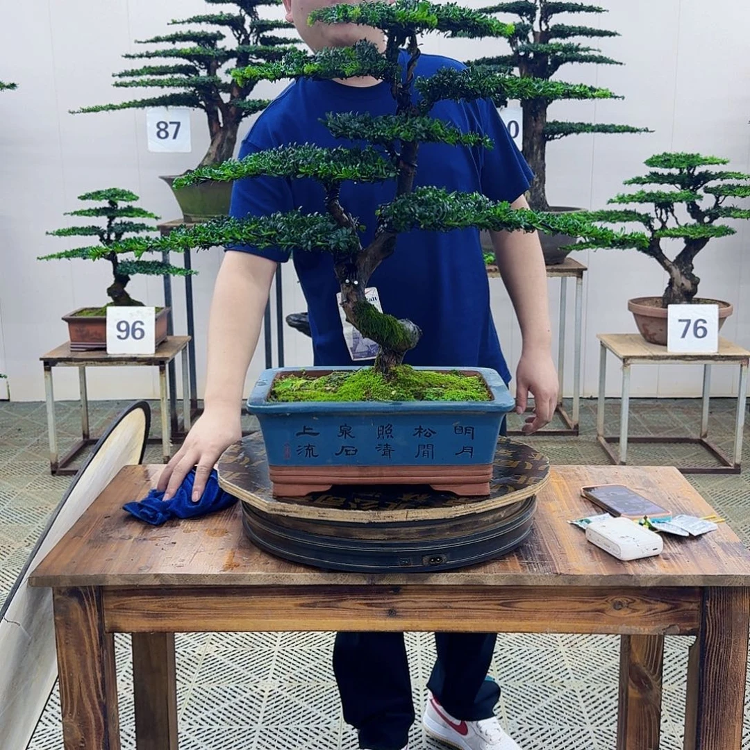 无花朵珍珠罗汉松造型盆景