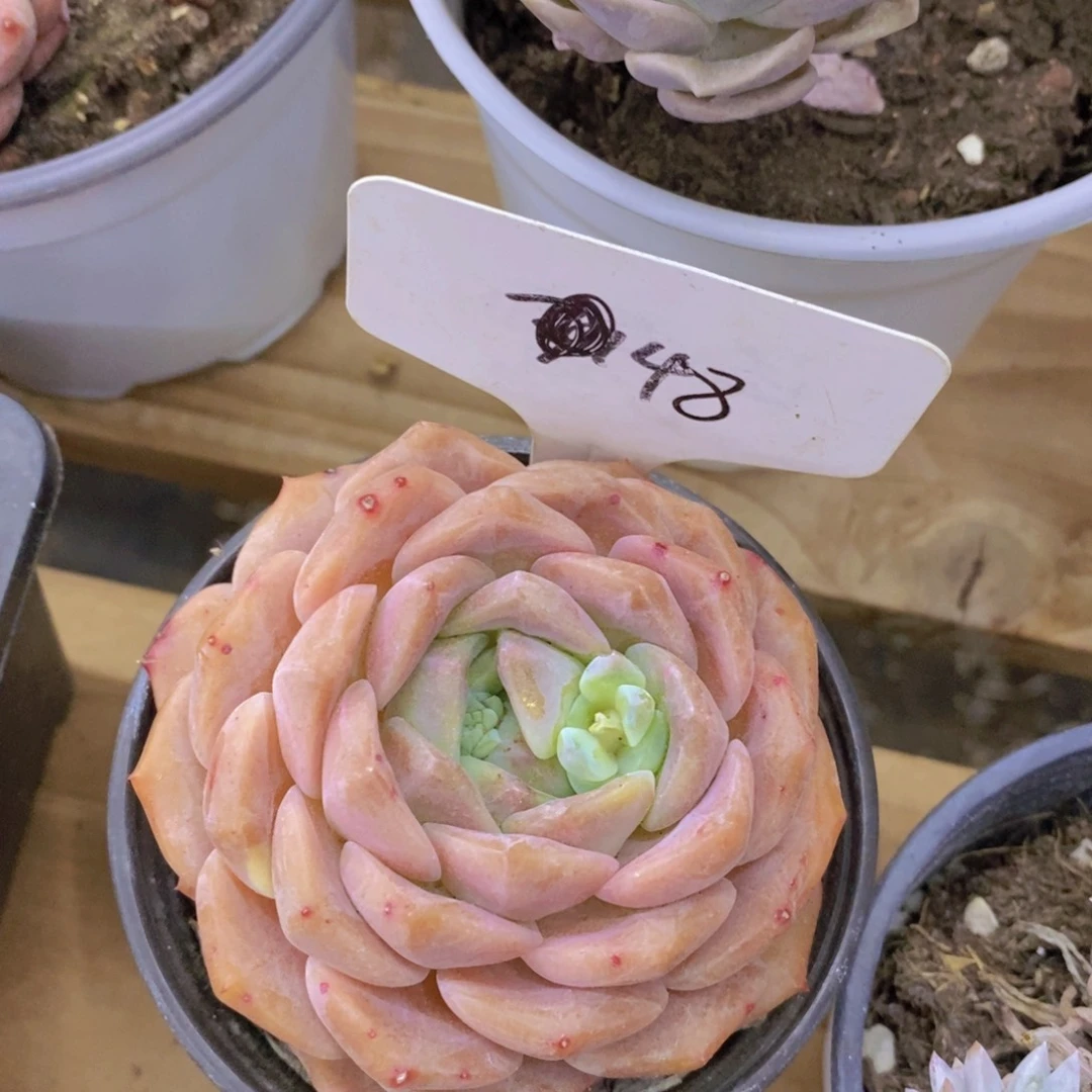 开心多肉，一物一拍，福利