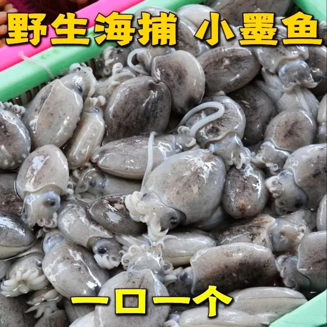 新鲜海捕小墨鱼仔 乌贼 墨鱼豆 净重5斤 没有冰衣