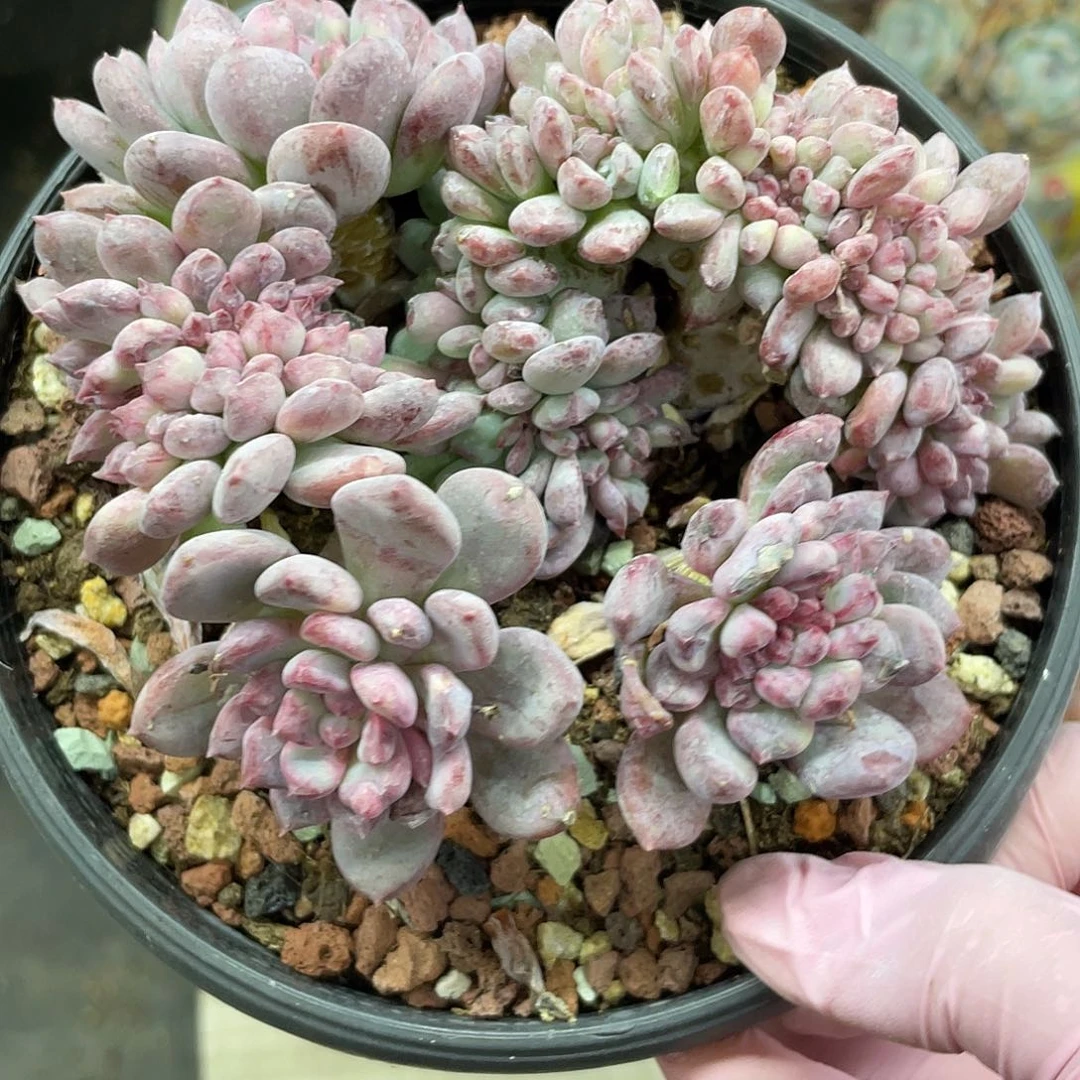 红玛瑙缀化，无砍无摘。