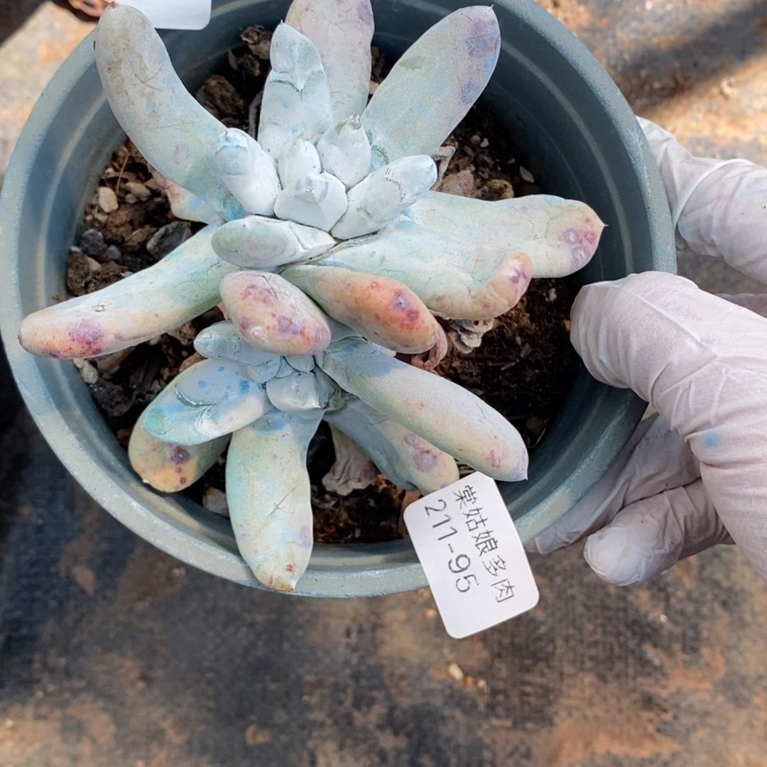 95号拇指小可爱呀