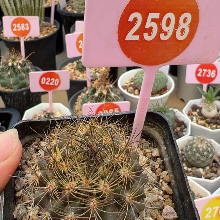 实生彩翁玉仙人球2598