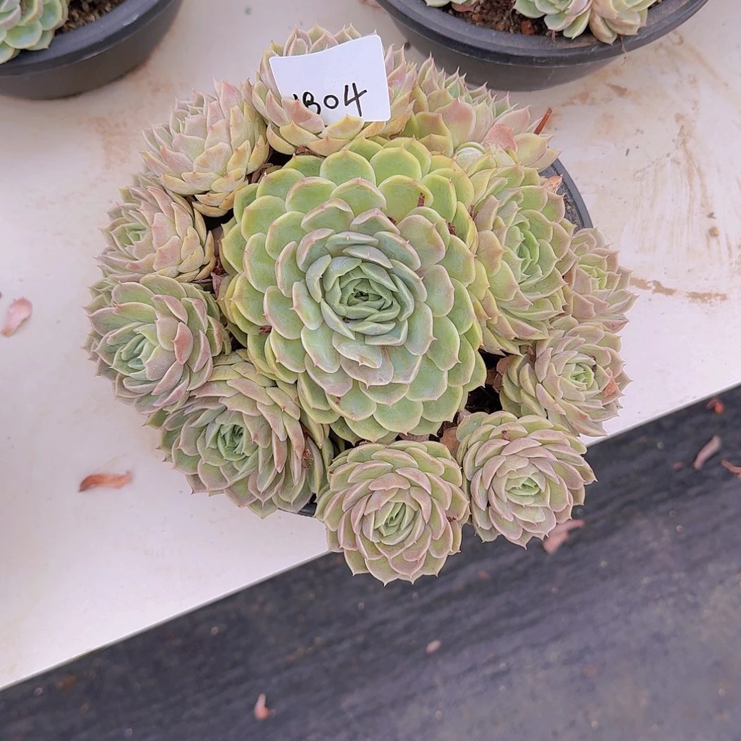 雪***娘1804昂斯诺多肉植物