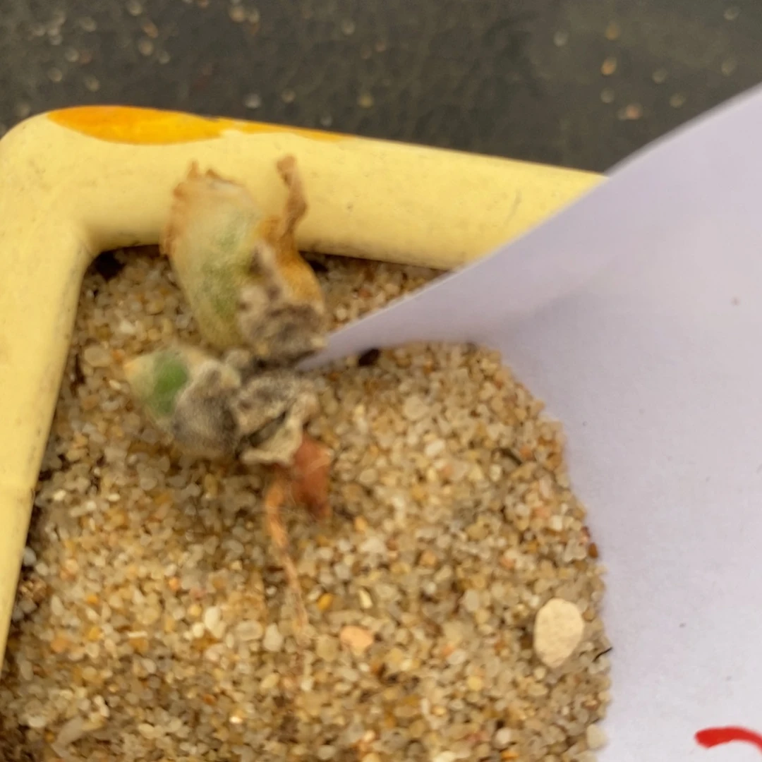 2337亲指姬一颗双头