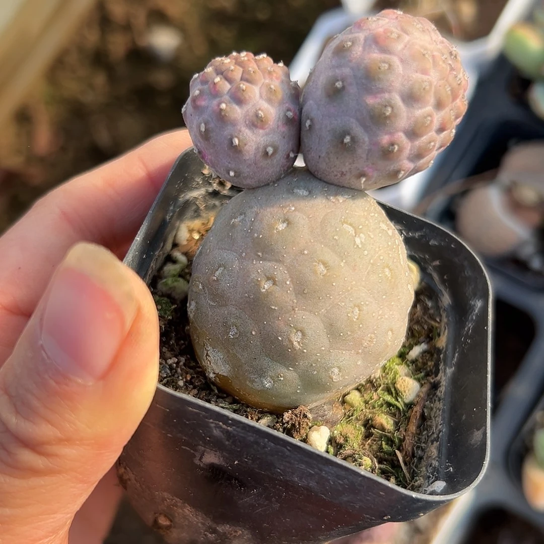 仔细阅读呃呃呃呃呃呃呃