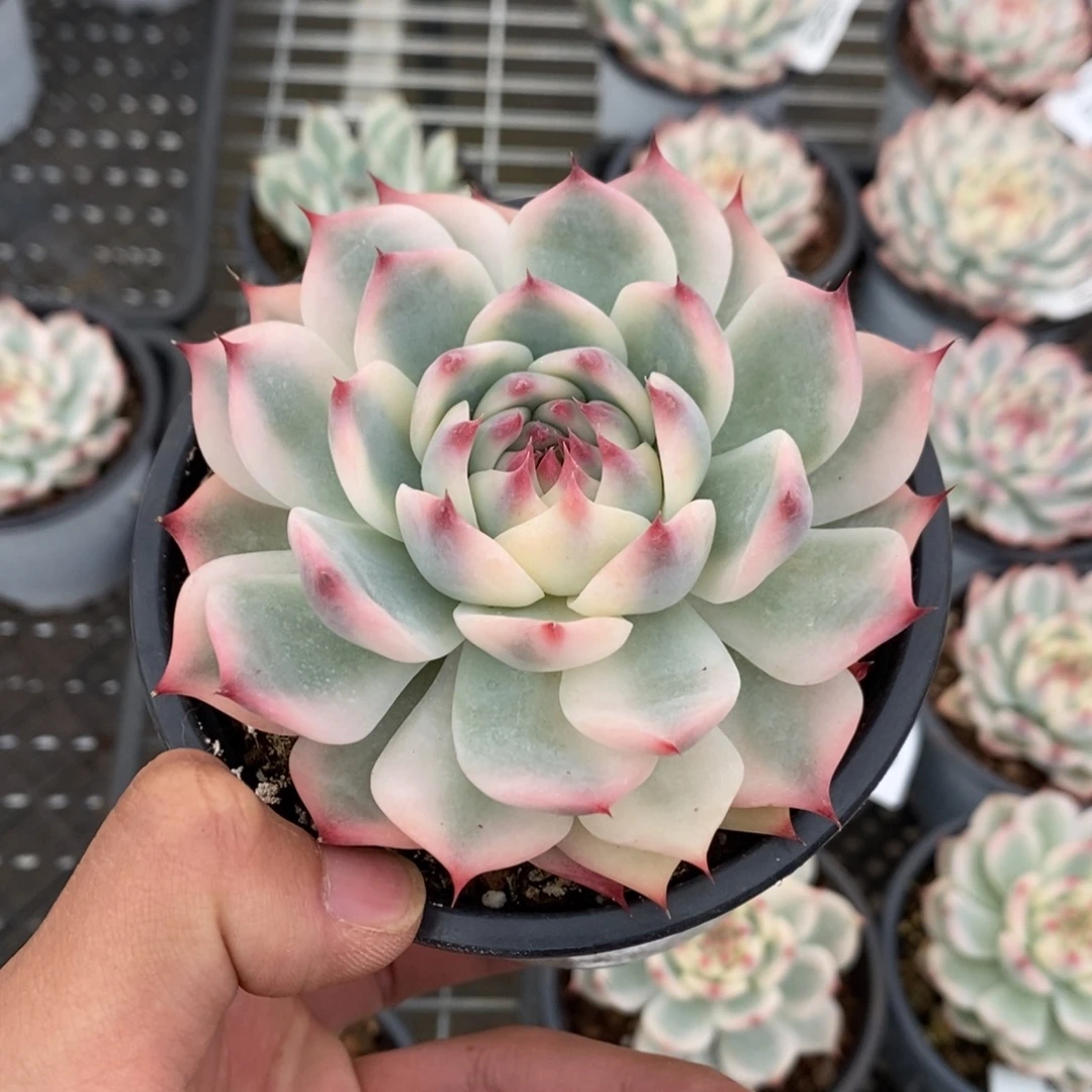 吉娃娃锦多肉植物8604