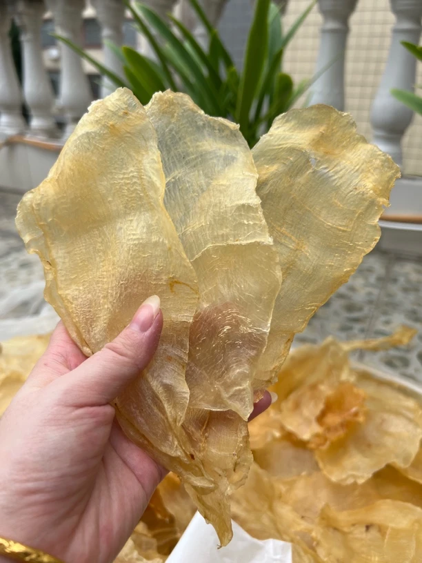 广东南澳   安南母胶   玻璃肉超漂亮