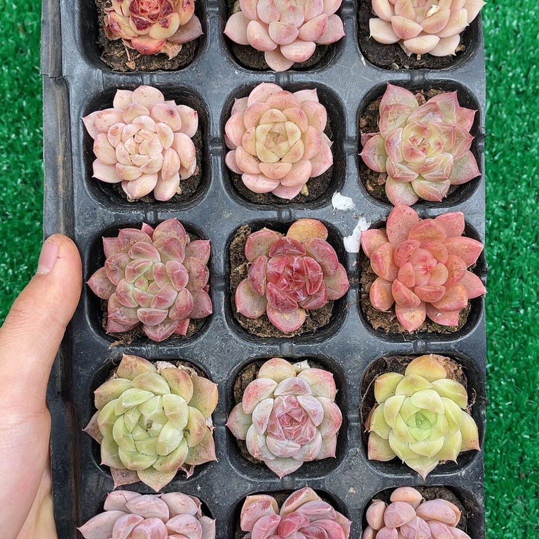精品多肉一物一拍14-48