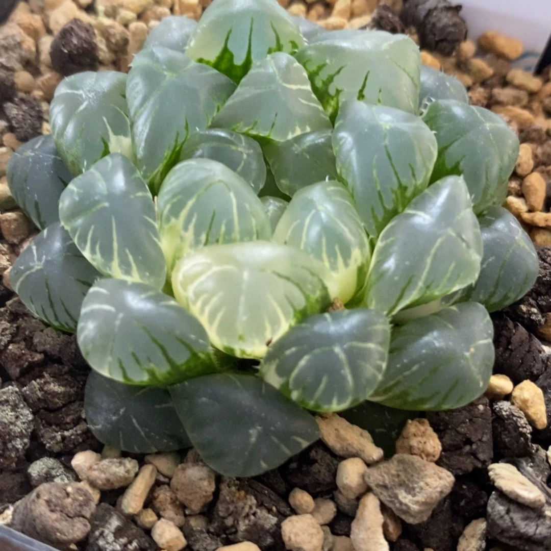 26湖水玉露锦一物一拍