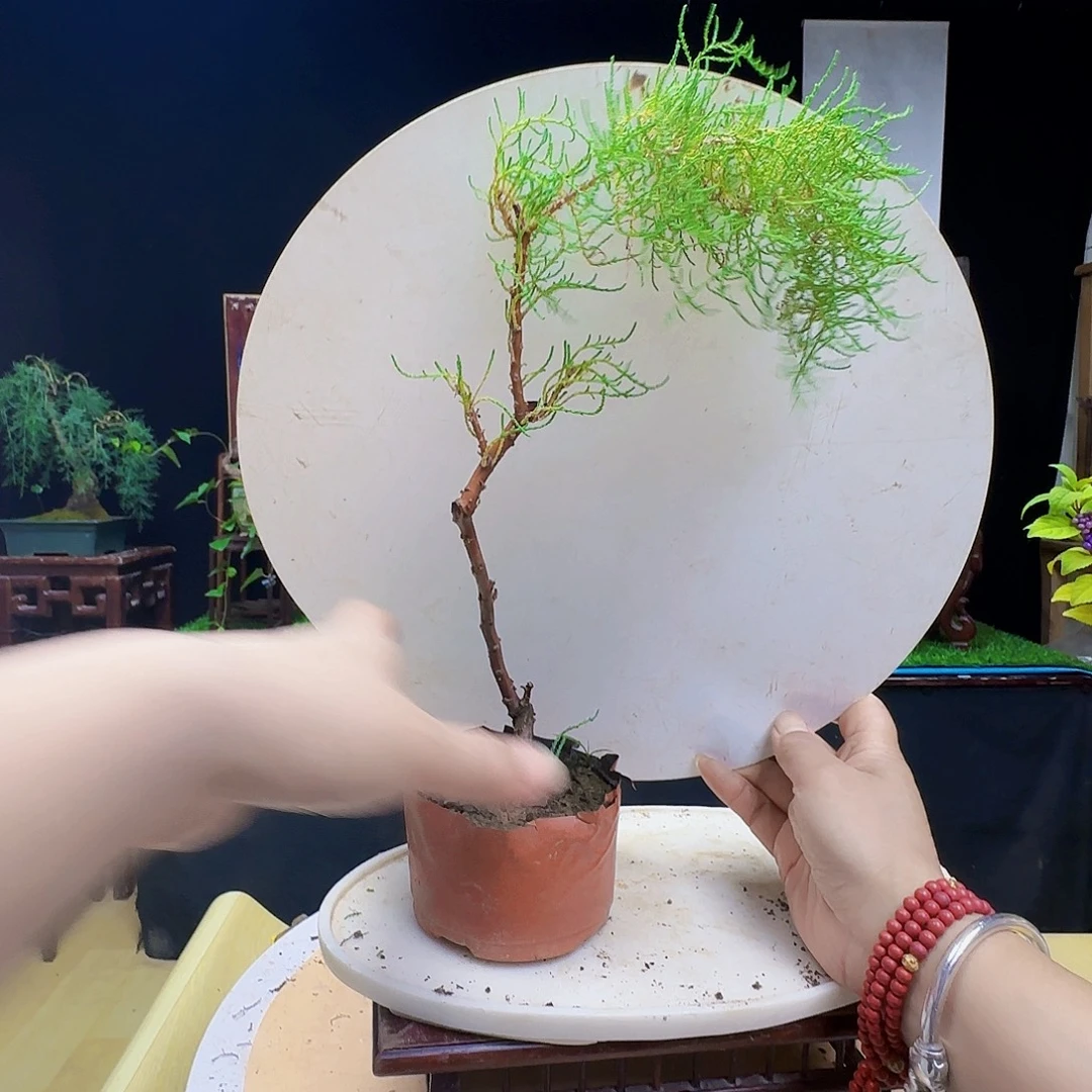 好***连无花朵三春柳柽柳地方干活货架呢