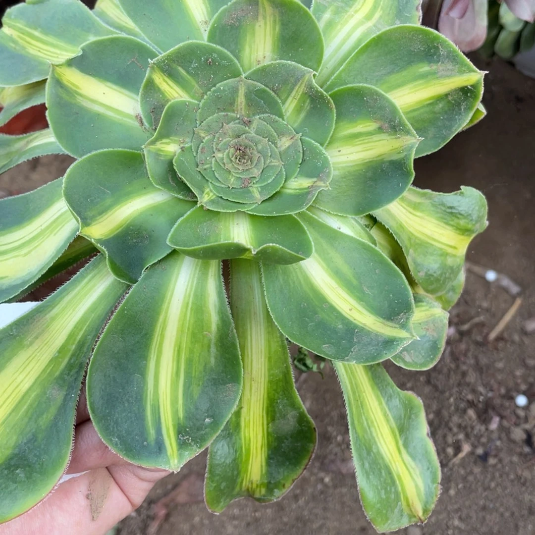 257暴君多肉法师断枝不包