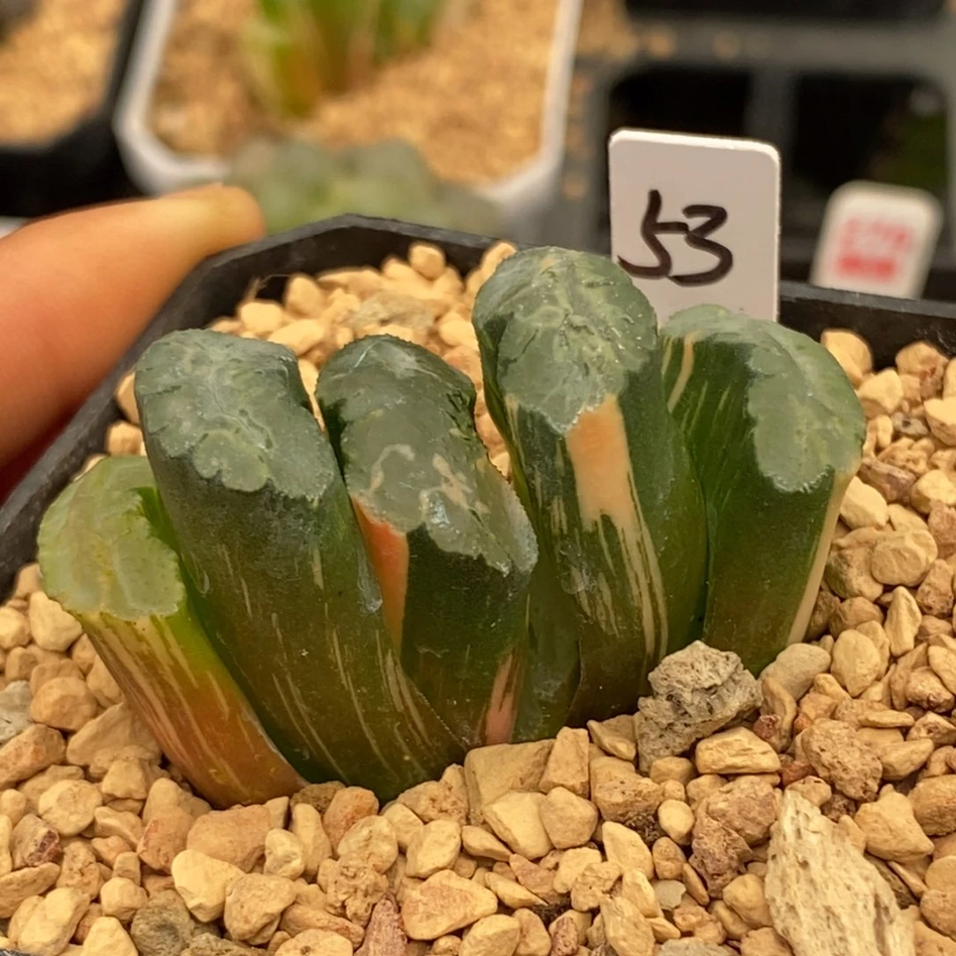 53北斋玉扇多肉植物