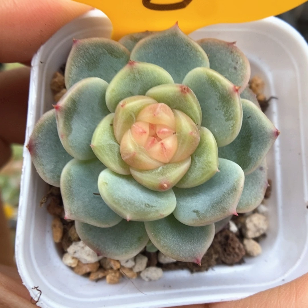 荔枝甜心968号。