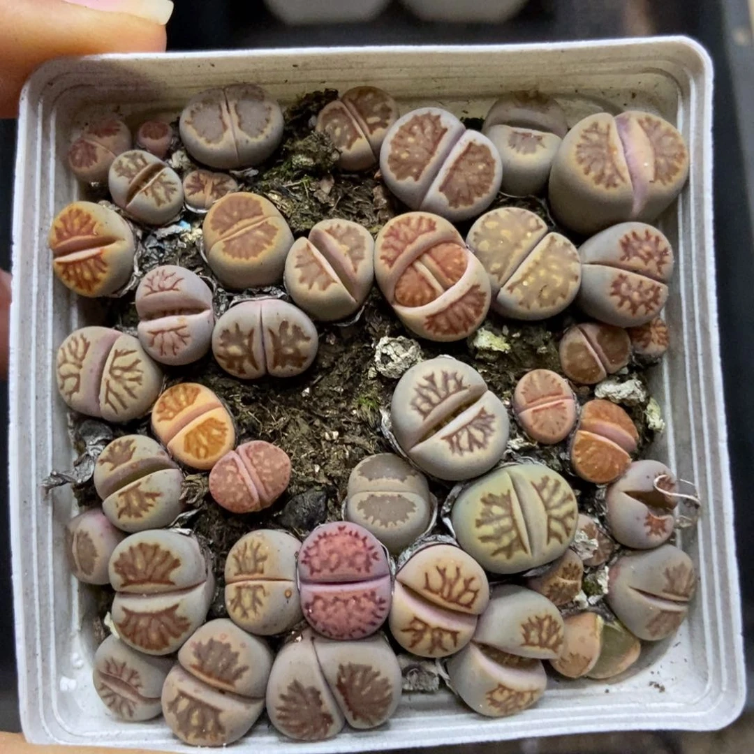 7565一盒七方菊有疤