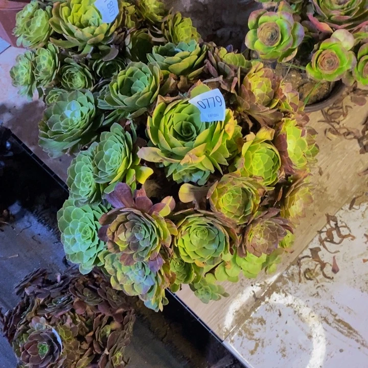 花月夜多肉断头不包0779