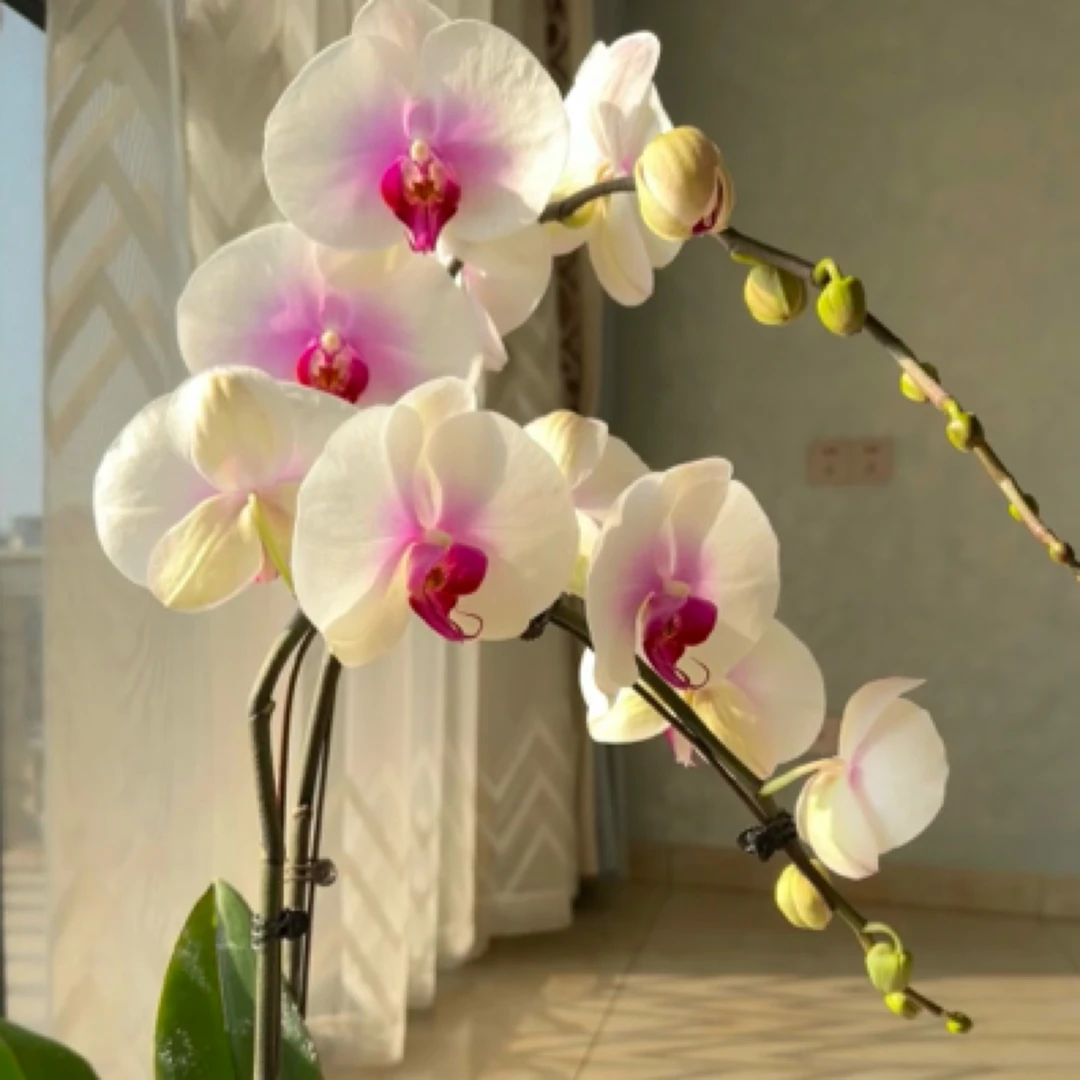【A 笑开怀蝴蝶兰】带花苞带花