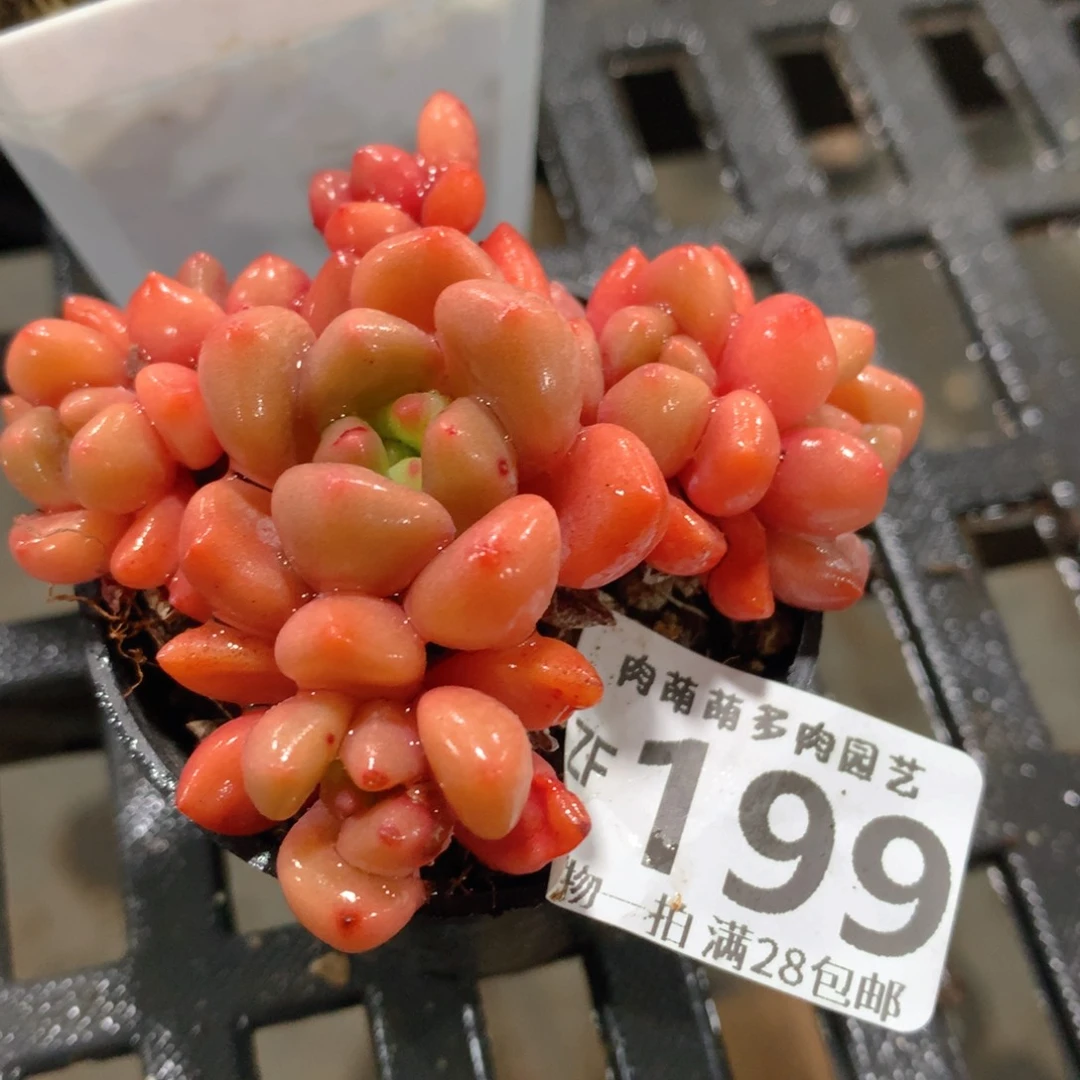 肉萌萌拇指盆精控多肉ZF199