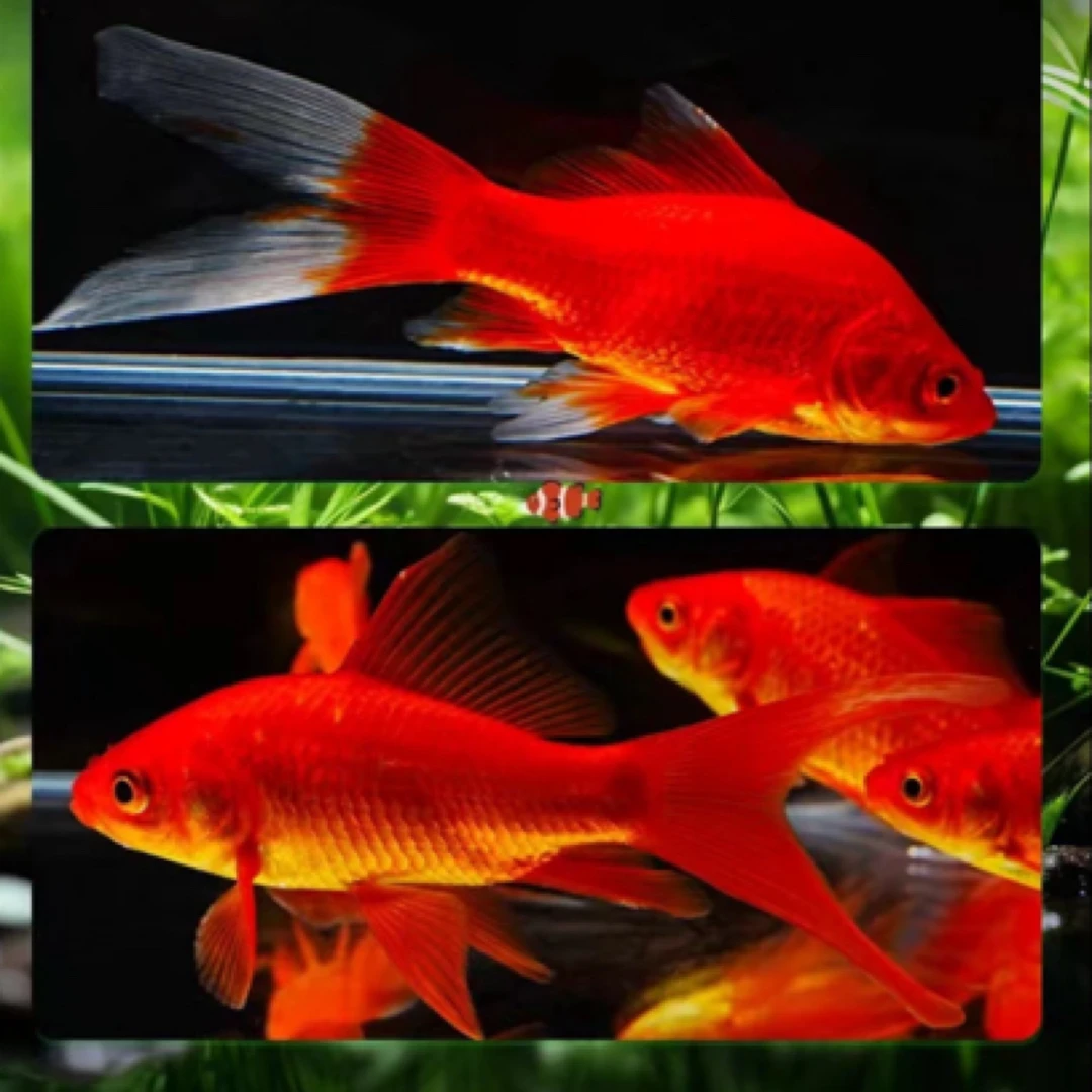 保底25条大尺寸5-7厘米精品草金冷水鱼观赏鱼淡水鱼新手好养耐活