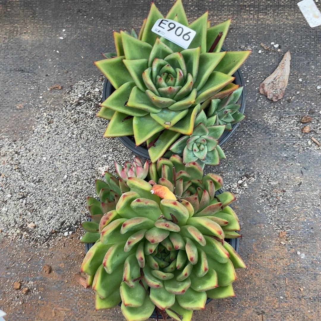 若如东云多肉组拍906