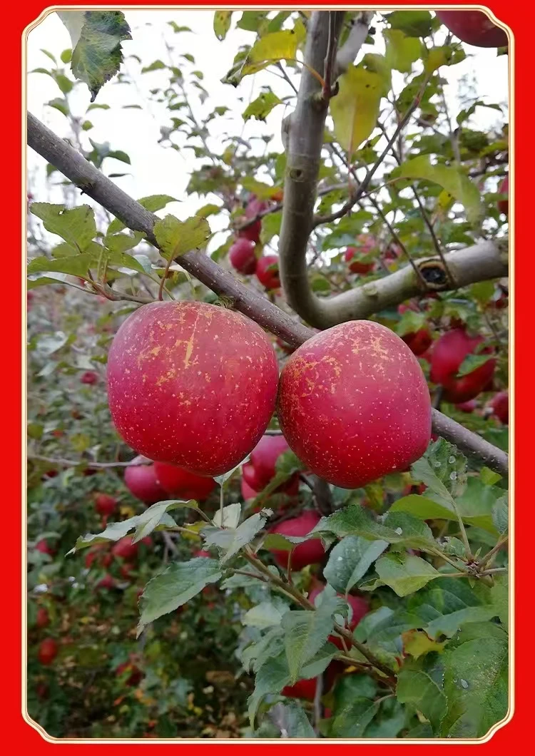 正宗当季云南昭通冰糖心丑苹果自然脆甜多汁现摘现发5斤10斤