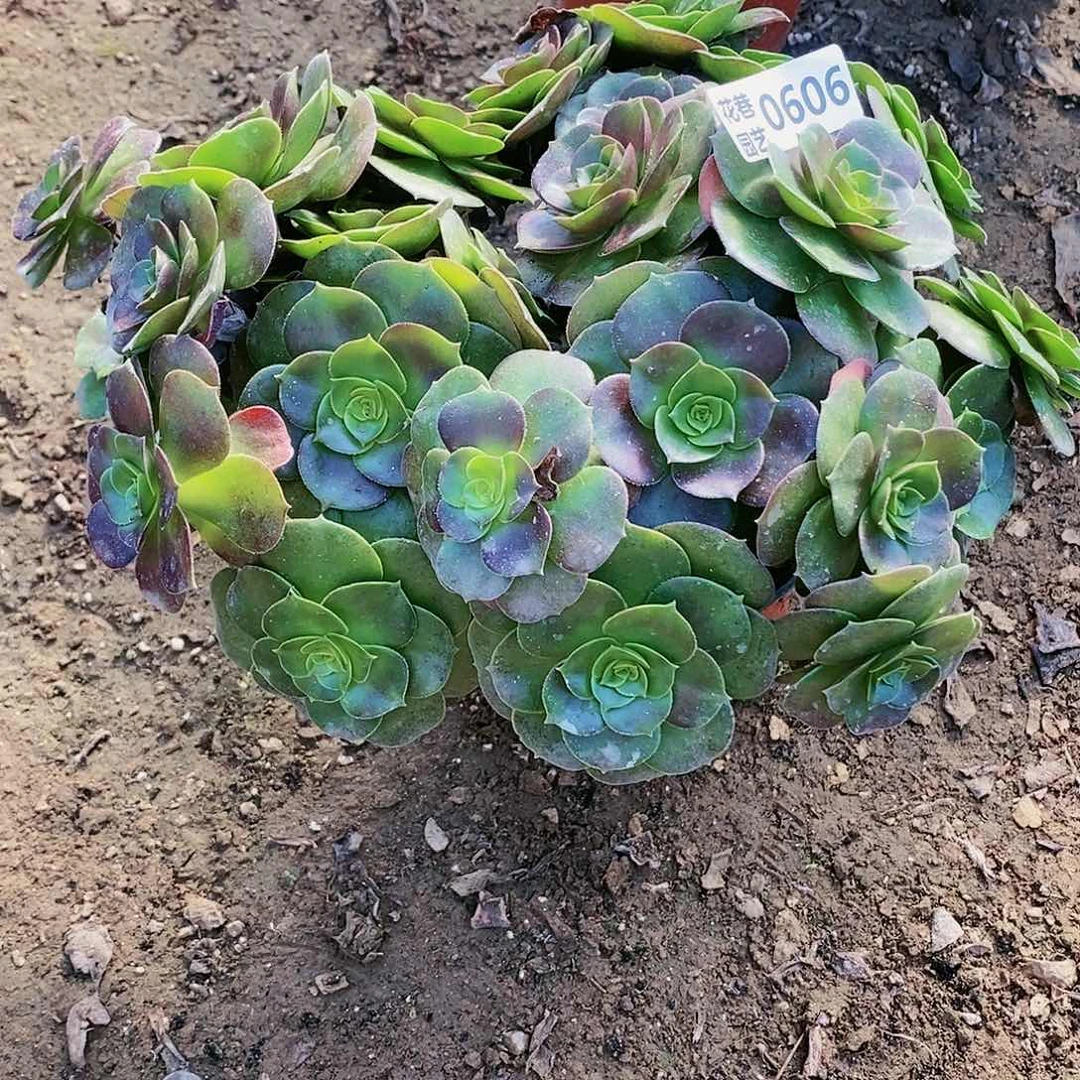 606厚叶柠檬玫瑰多肉植物