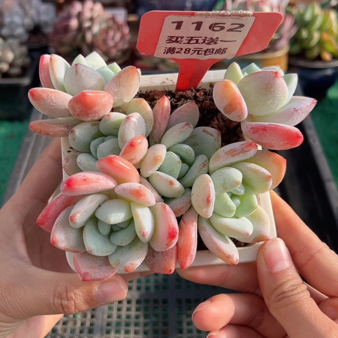 表妹精品多肉植物1162.