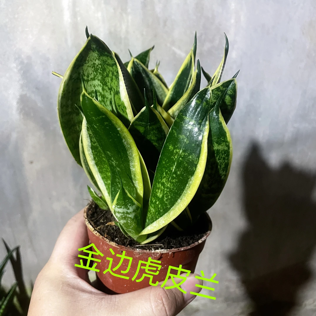 金边虎皮兰室内好养绿植可净化空气桌面盆栽