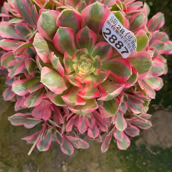 2887女浪多肉植物